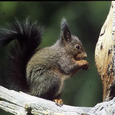 Meuble Garni Della Contea 酒店 3*