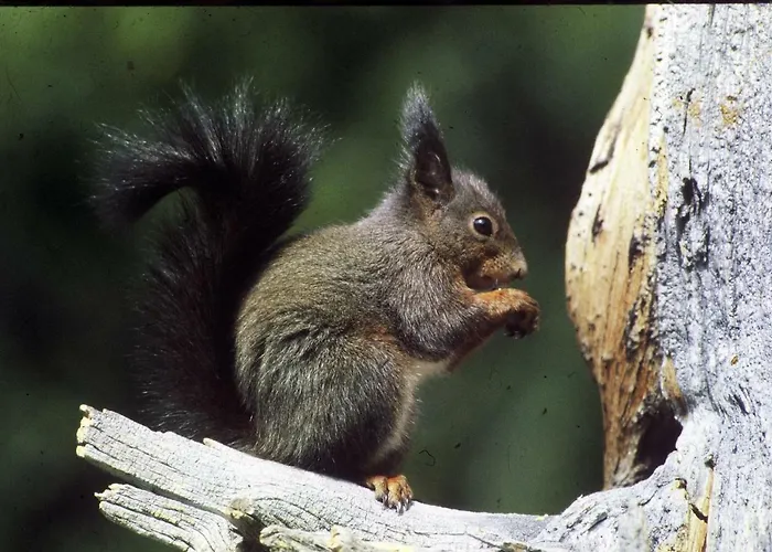 Meuble Garni Della Contea 酒店 3*